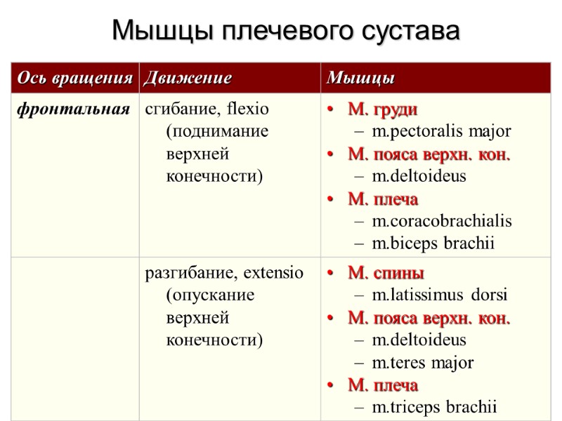 Мышцы плечевого сустава